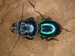 Carenum habitans