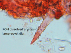 Peniophorella pubera