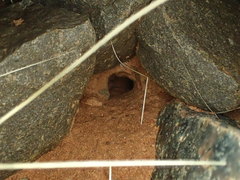 Carenum habitans