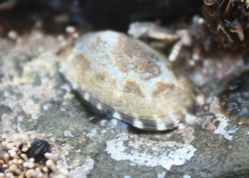Lottia pelta
