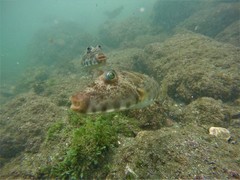 Sphoeroides lobatus