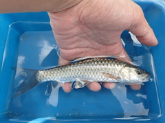 Spinibarbus hollandi