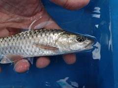 Spinibarbus hollandi