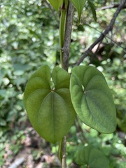 Dioscorea alata