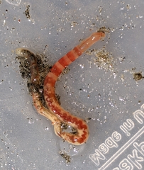 Axiothella rubrocincta