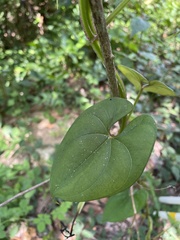 Dioscorea alata