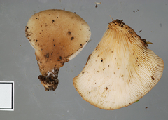 Hohenbuehelia luteola