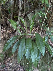 Anthurium crenatum