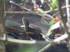 Trachemys venusta venusta