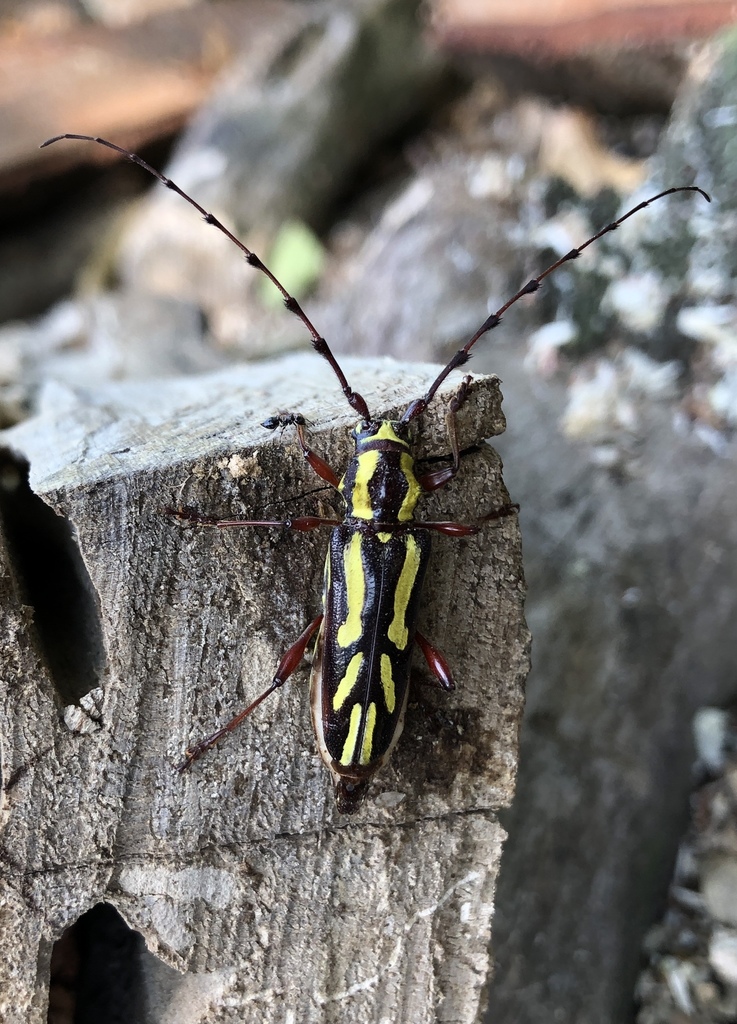 Ornithia mexicana