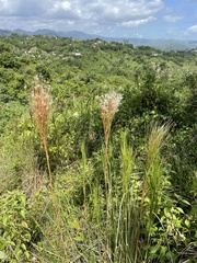 Andropogon bicornis