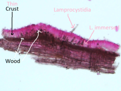 Peniophorella pubera