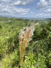 Andropogon bicornis