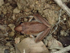 Litoria tornieri