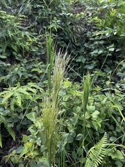 Andropogon bicornis
