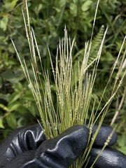 Andropogon bicornis