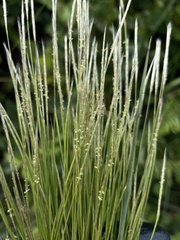 Andropogon bicornis