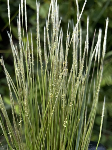 Anatherum bicorne
