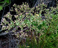 Acourtia microcephala