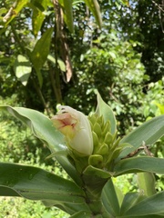 Costus guanaiensis macrostrobilus