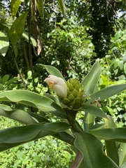Costus guanaiensis macrostrobilus