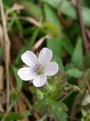 Geranium nepalense