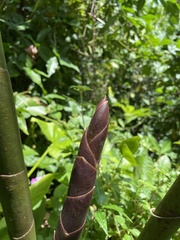Costus guanaiensis macrostrobilus