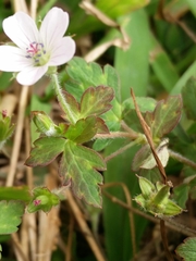 Geranium nepalense