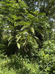 Costus guanaiensis macrostrobilus