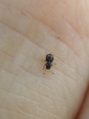 Dasyanthribus purpureus