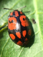 Ogdoecosta biannularis