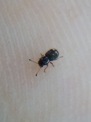 Dasyanthribus purpureus