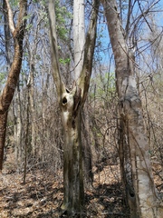 Chloroleucon mangense