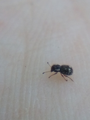 Dasyanthribus purpureus