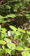Pieris marginalis venosa