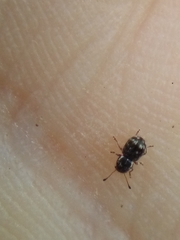 Dasyanthribus purpureus