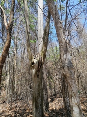 Chloroleucon mangense