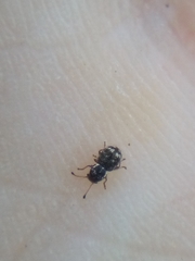 Dasyanthribus purpureus