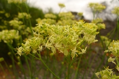 Glischrocaryon aureum