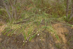 Scholtzia uberiflora