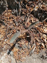Opuntia decumbens