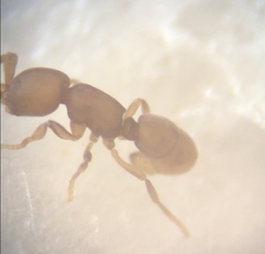Discothyrea testacea
