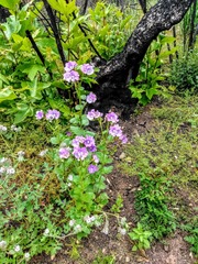 Phacelia grandiflora