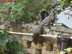 Sciurus aureogaster