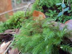 Pyrrhobryum paramattense