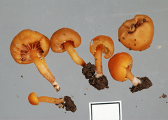Macrocystidia reducta