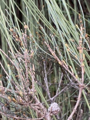 Allocasuarina misera