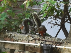 Sciurus aureogaster