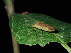 Dasynini