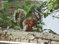 Sciurus aureogaster